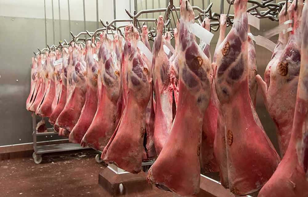 Image of lamb carcases hanging in cold storage